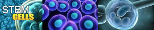 Stem Cells no logo